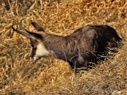 23 Camoscio al pascolo (zoom)